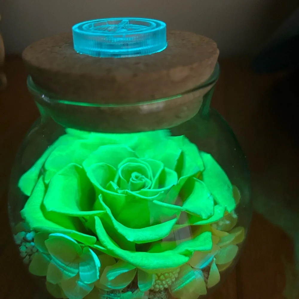 NWT Roliys Preserved/Eternal Rose